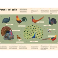 Enciclopedia degli uccelli per piccoli lettori
