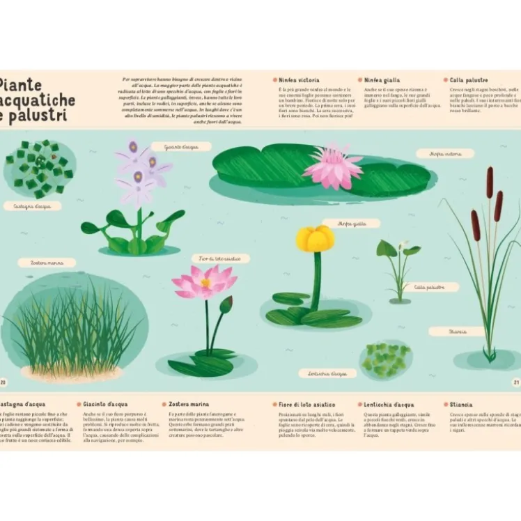 Enciclopedia di piante, funghi e licheni per piccoli lettori