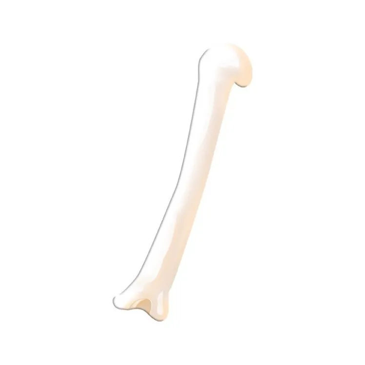 Viaggia, conosci, esplora. Il corpo umano